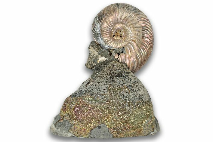 Iridescent, Pyritized Ammonite (Quenstedticeras) Fossil Display #324272